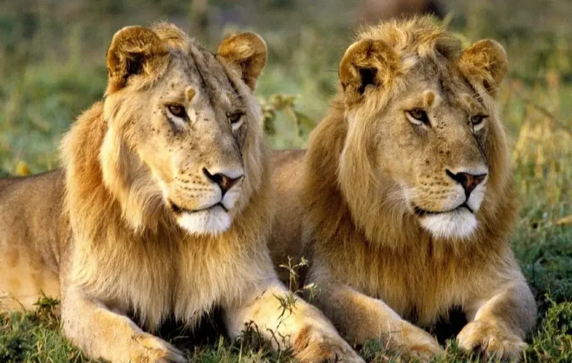 Explore Lion Park Agadir, which showcases a variety of wildlife.