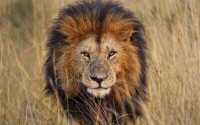 Majestic lion at Agadir Lion Park