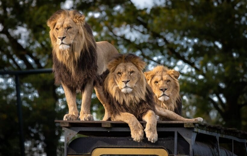 Tour group exploring Lion Park Agadir