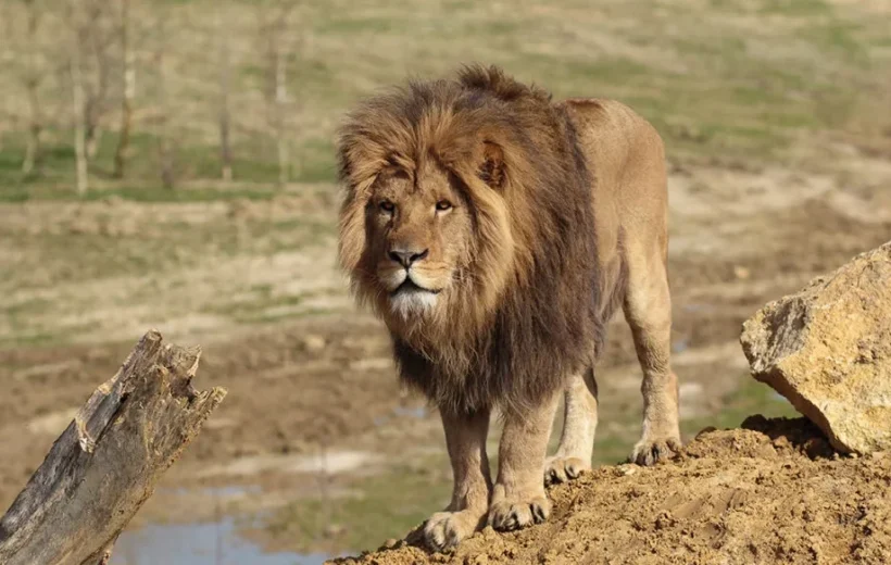 Close-up of a lion at Agadir Lion Park
