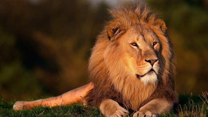 Guided tour at Lion Park from Taghazout