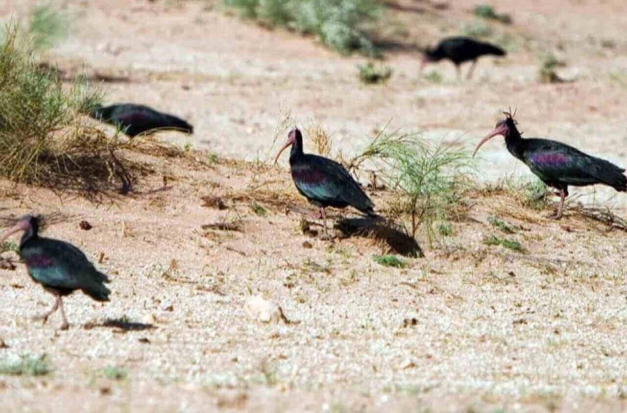 Travelers enjoying a small desert trip from Taghazout