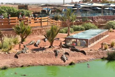 Visit Crocoparc in Agadir to experience the thrill of seeing over 300 Nile crocodiles in a stunning tropical setting. Enjoy interactive exhibits and lush gardens, making it a perfect family-friendly destination for nature lovers.