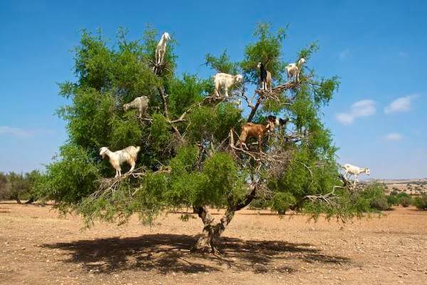 Tree-climbing goats perched on an argan tree in Taghazout, Morocco, feeding on fruits and leaves.