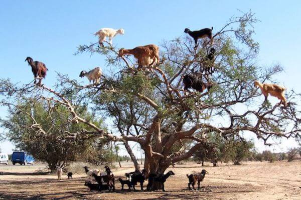 Close-up of a goat eating argan fruit on a tree in Taghazout, Morocco.