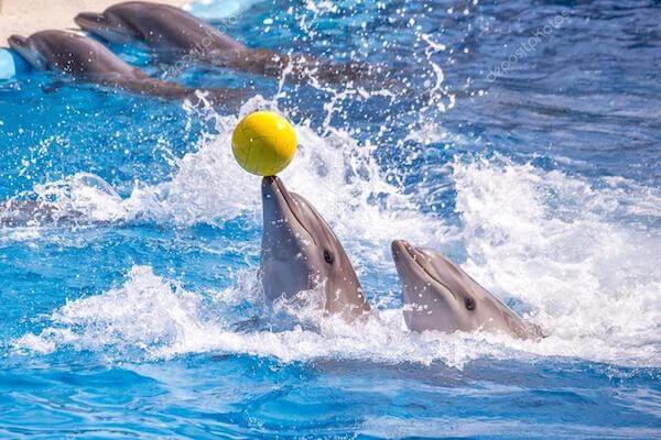 Private transport from Taghazout to Dolphin World Agadir
