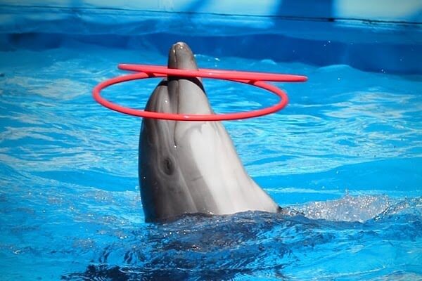 High jump by dolphin during Agadir dolphin show