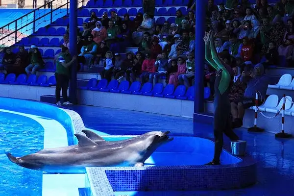 Child touching dolphin at Dolphin World Morocco