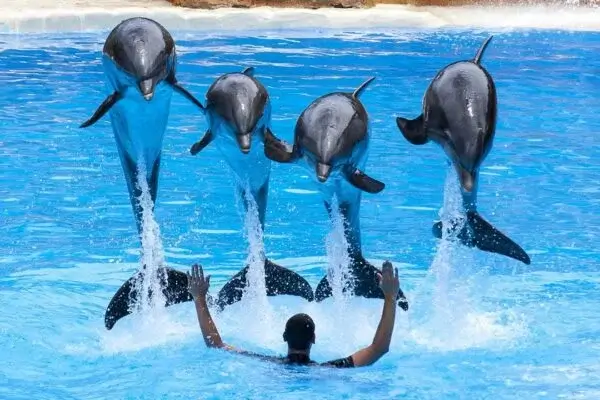 Family enjoying dolphin show on trip from Taghazout