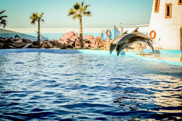Tourist swimming with dolphin in Agadir Dolphin World