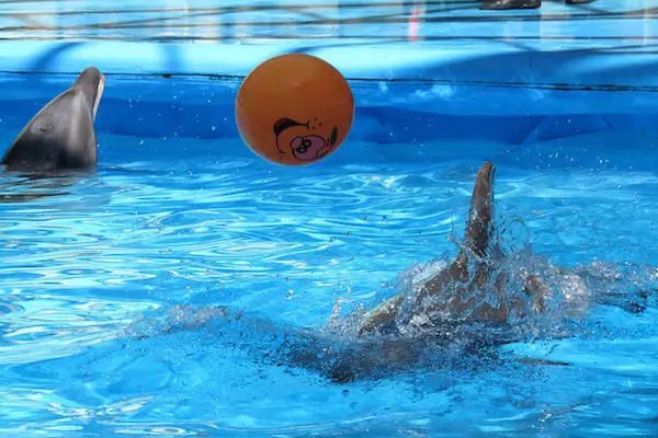 Dolphin jumping during live show at Dolphin World Agadir