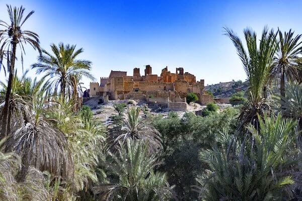 Lush palm grove at Tiout Oasis visited from Taghazout