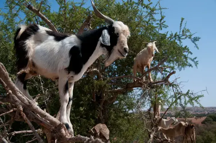 Goats climbing argan trees near Agadir during a day trip from Marrakech