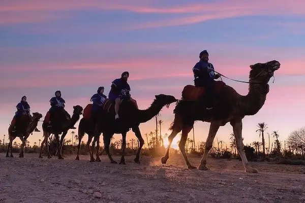 Camel ride in Agadir with tourists enjoying a traditional camel experience