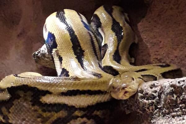 Snake inside Crocoparc Agadir reptile area