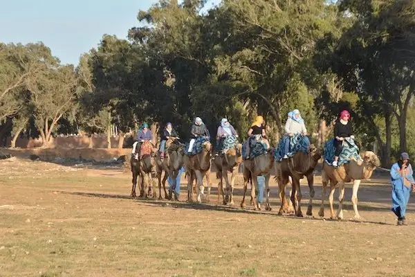 Camel ride with barbecue dinner in Agadir desert and beach experience