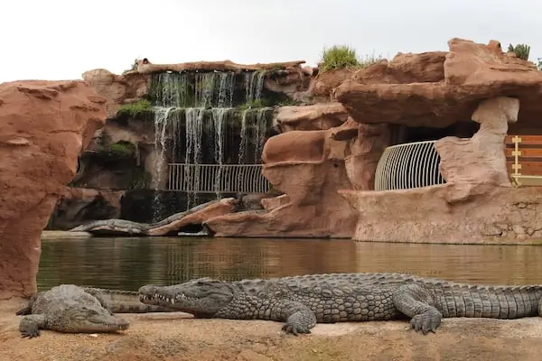 Crocodile at Crocoparc Agadir Morocco