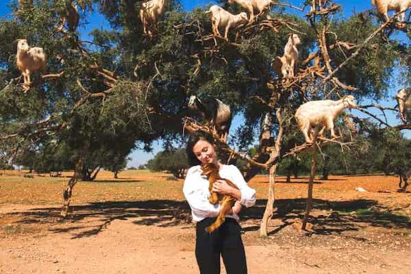 Baby Goats climbing an argan tree near Agadir Morocco